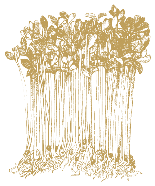 Luserngroddar