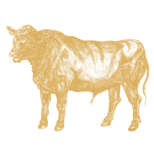Skotsk Aberdeen Ox