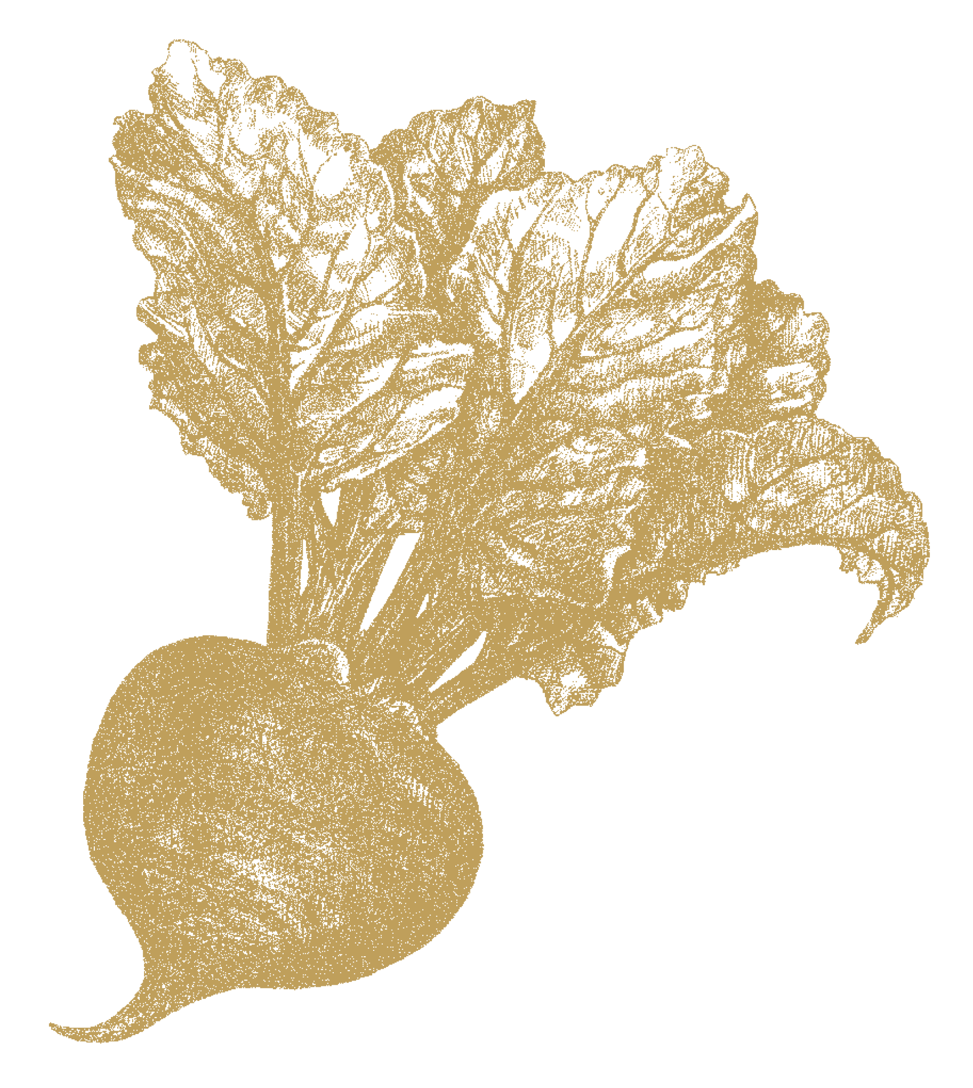 Rödbeta