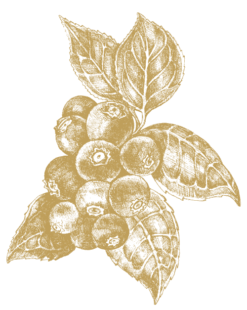 Blåbär