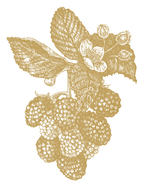 Mullbär