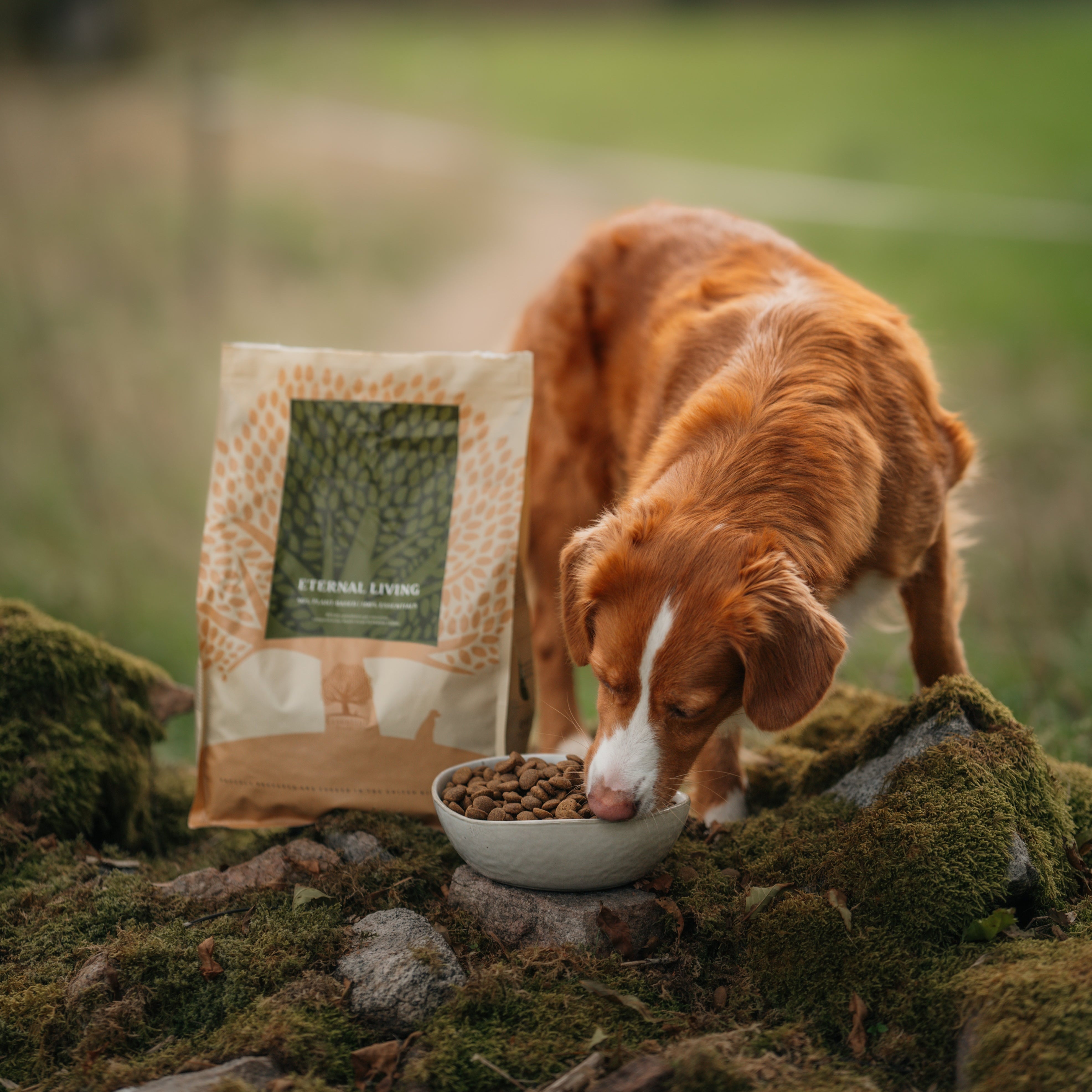 THE EXPLORER BOX SMALL