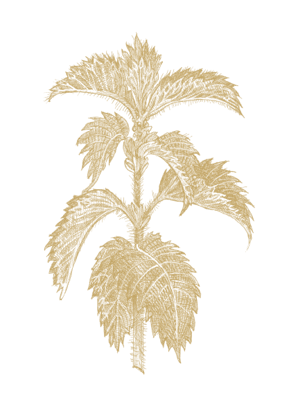 Brennässla
