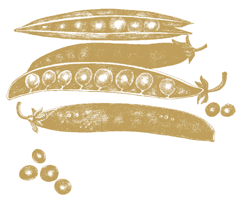 Ärtor