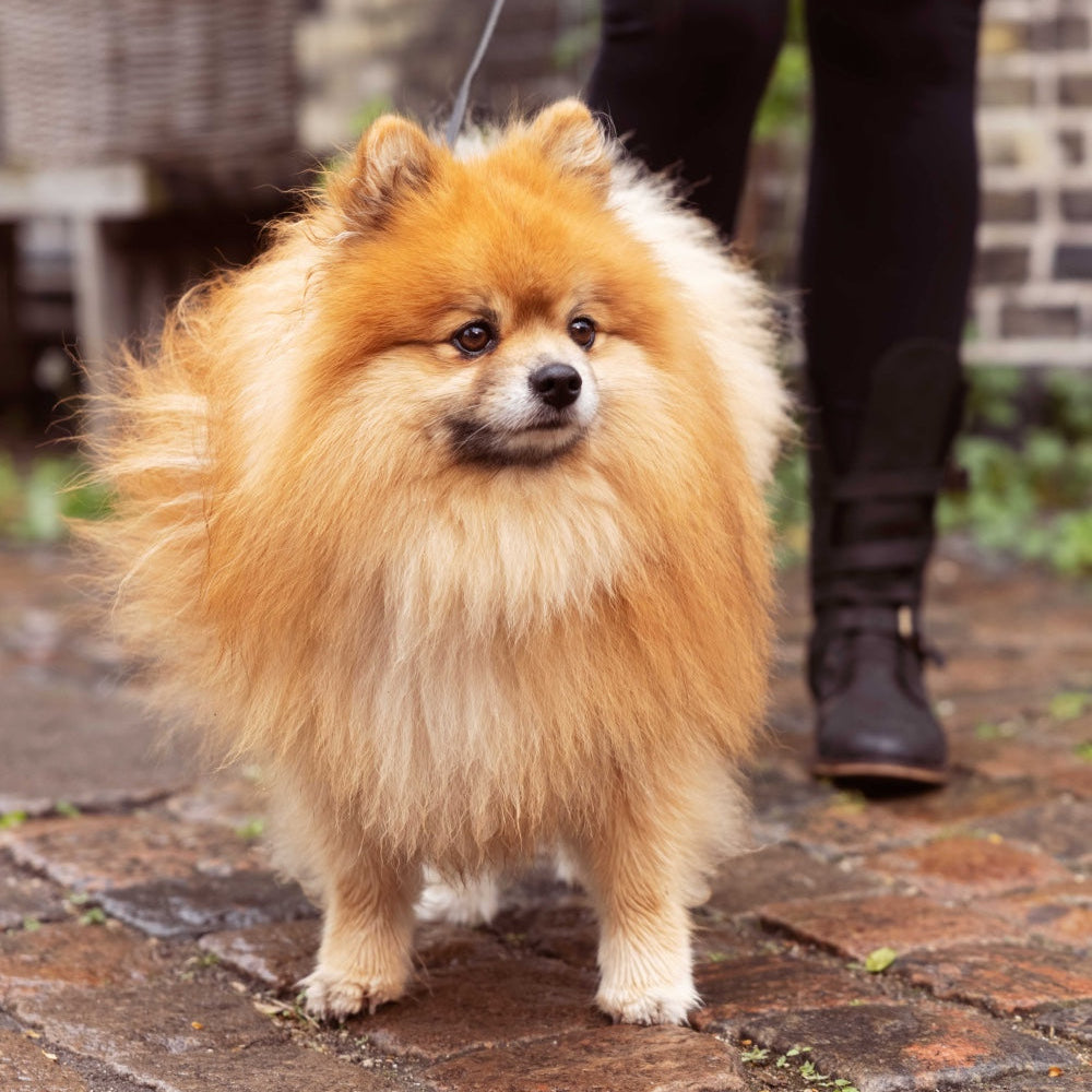 FINEST BEEF & HERB SQUARES