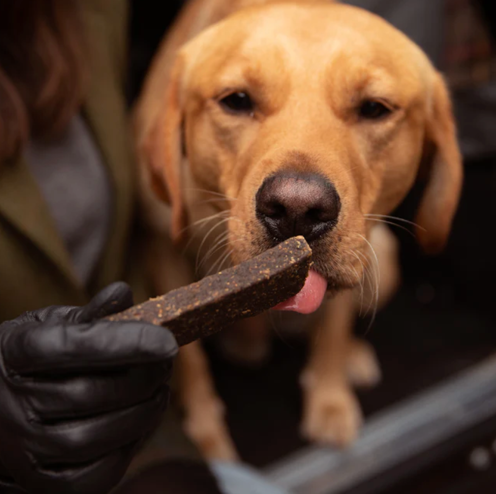 What should my dog not eat?