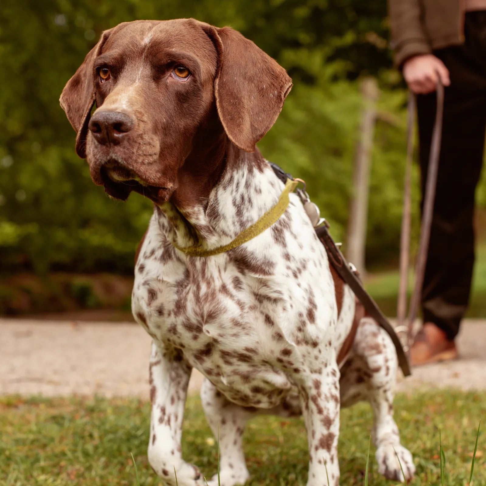 When does a dog come into heat for the first time?