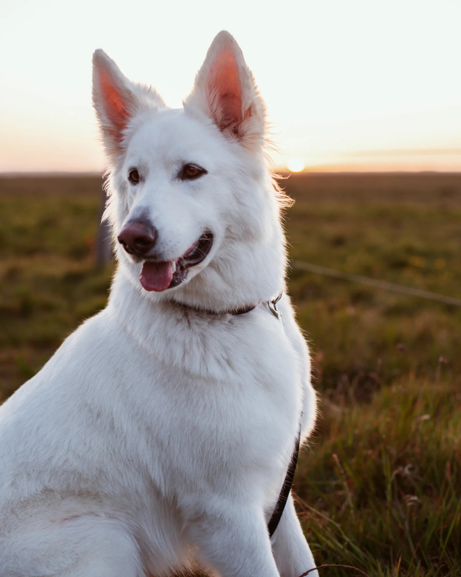 How much does a 2-year-old dog sleep?