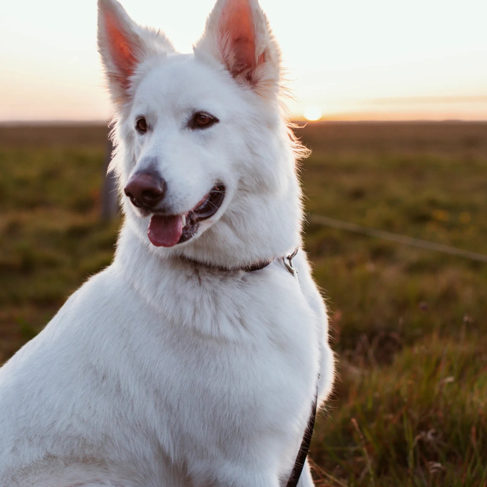 Why does my dog bark?