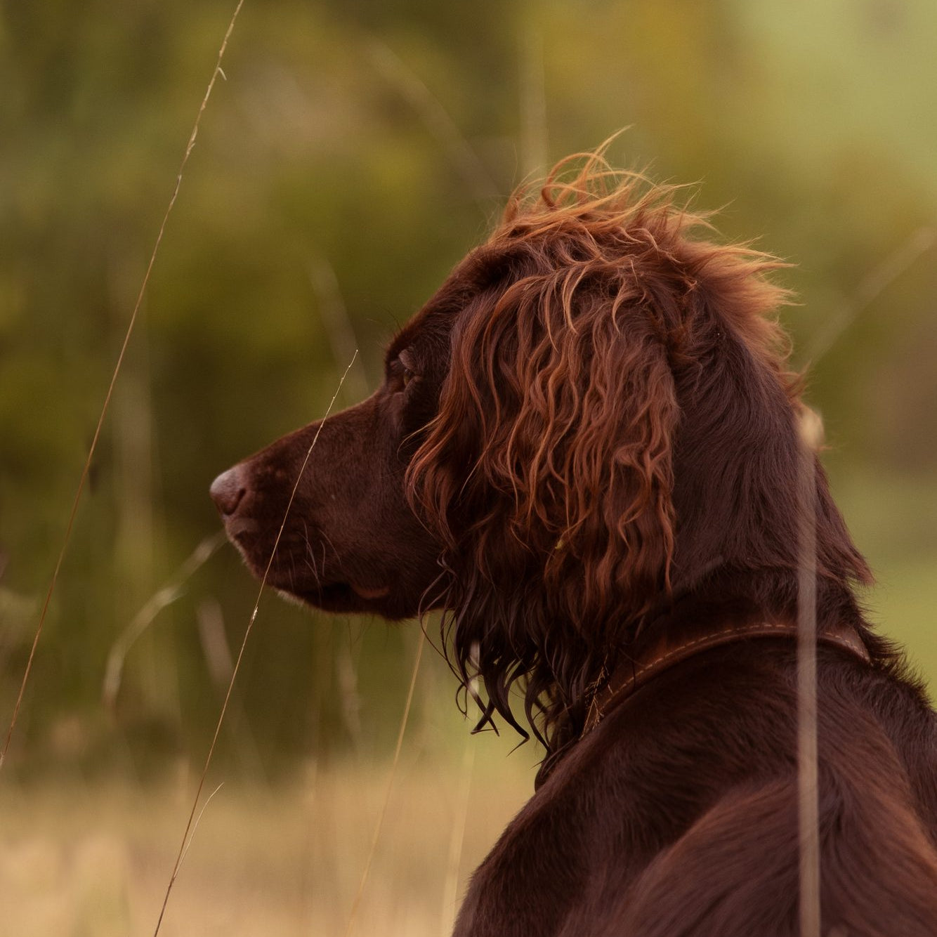 Hvad skal godt hundefoder indeholde?