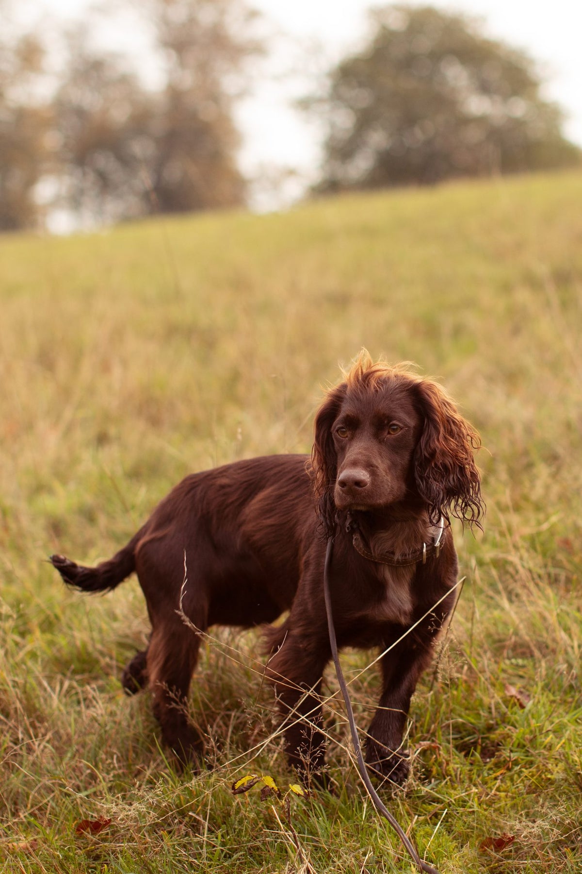 What happens if a dog eats chocolate?