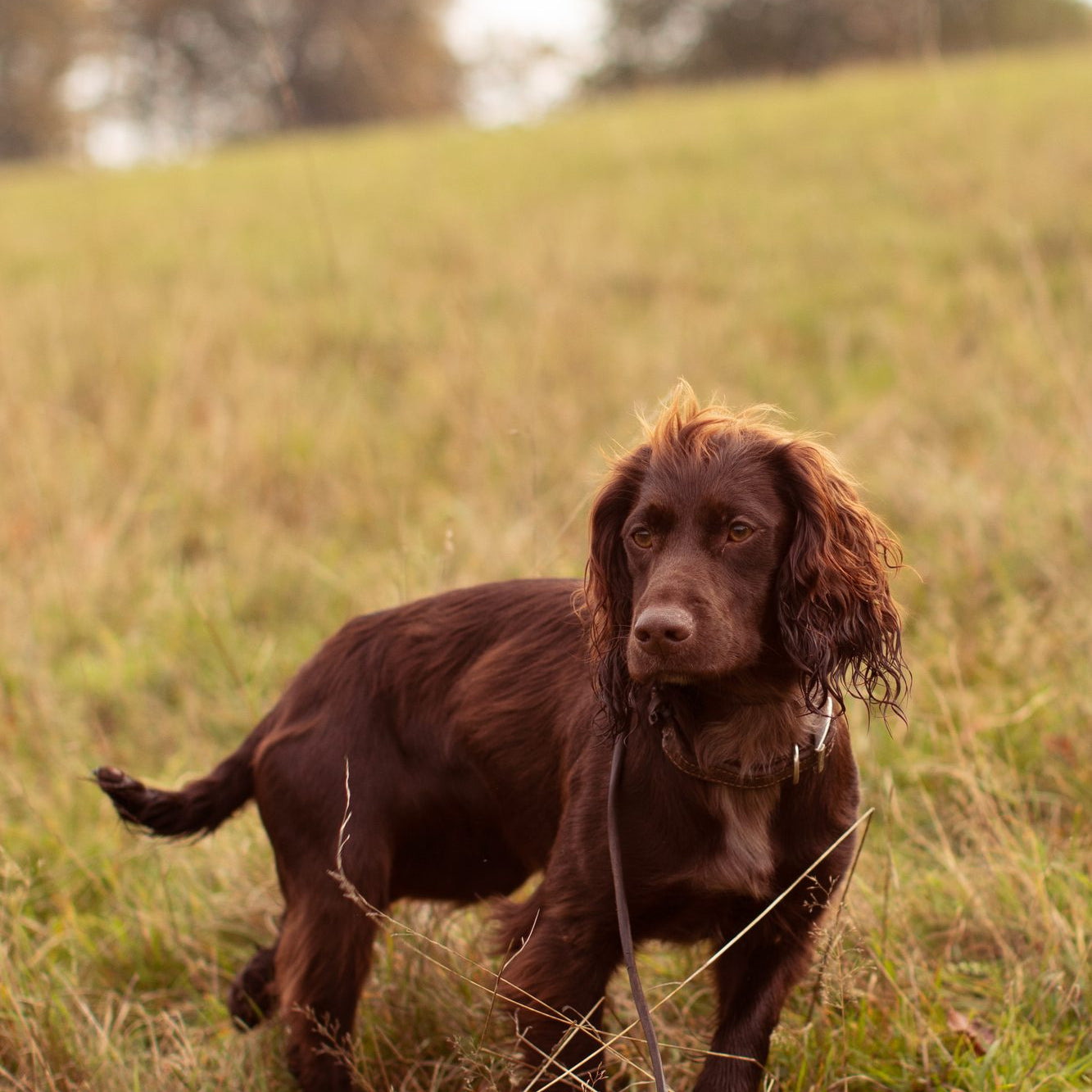 How often should a dog be bathed?