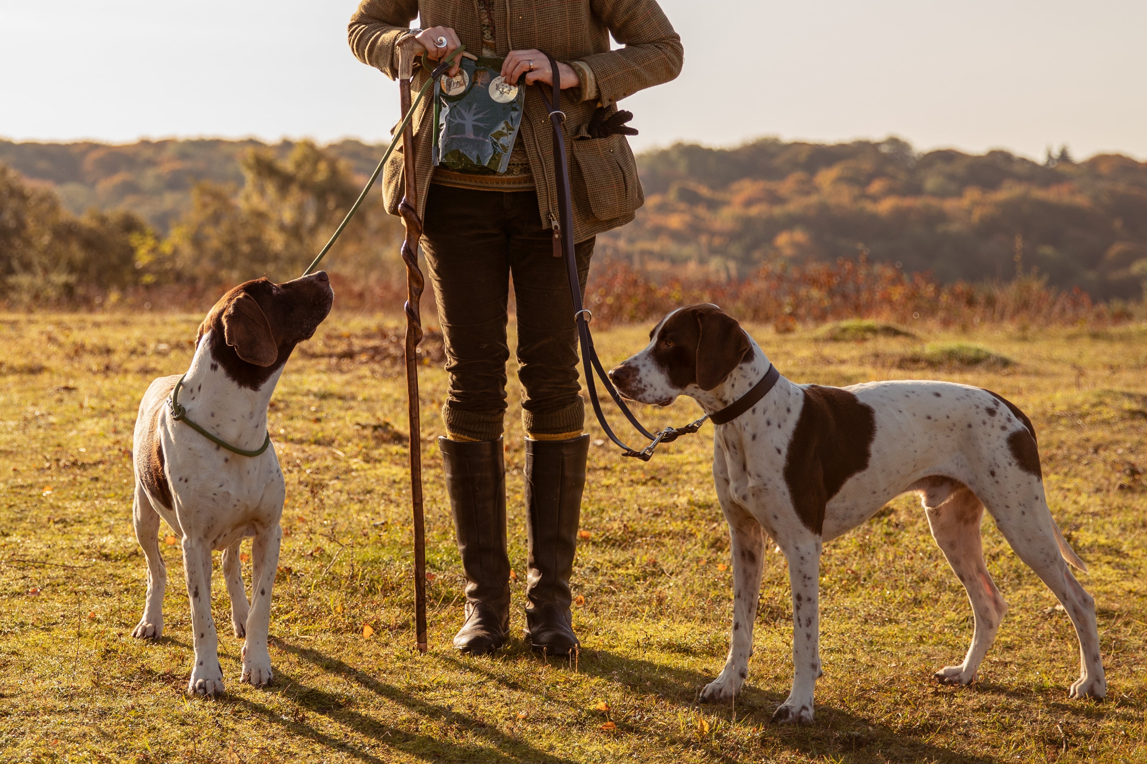 Dog food – How to choose the perfect meal