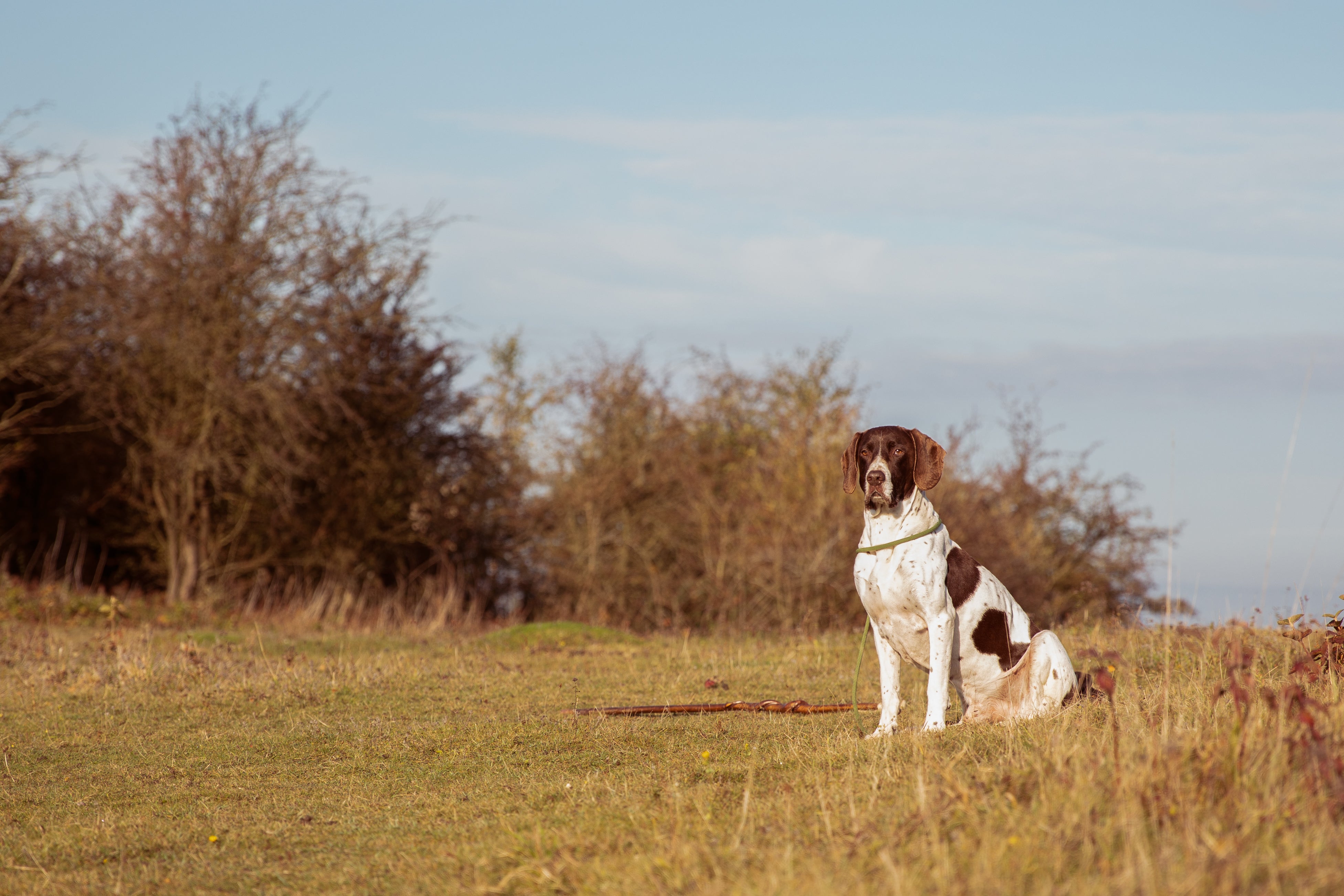 High-fibre dog food - Ensuring your dog's wellbeing