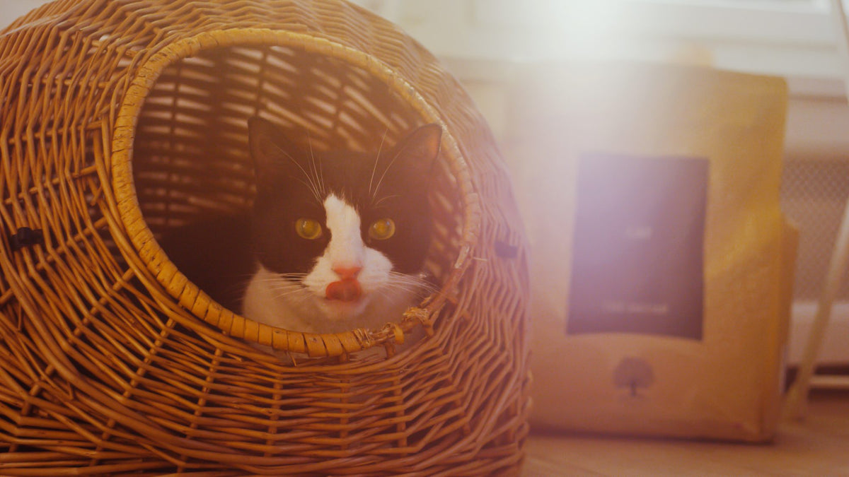 How long is a cat in heat?