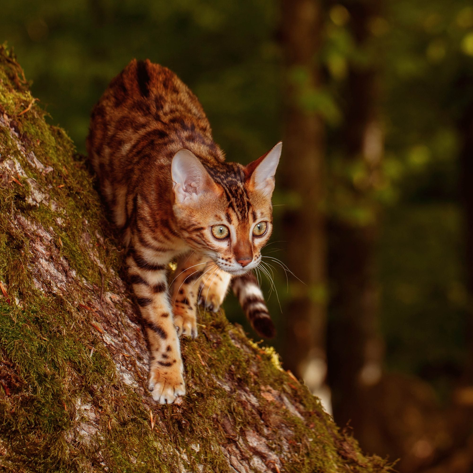 When is a cat fully grown?