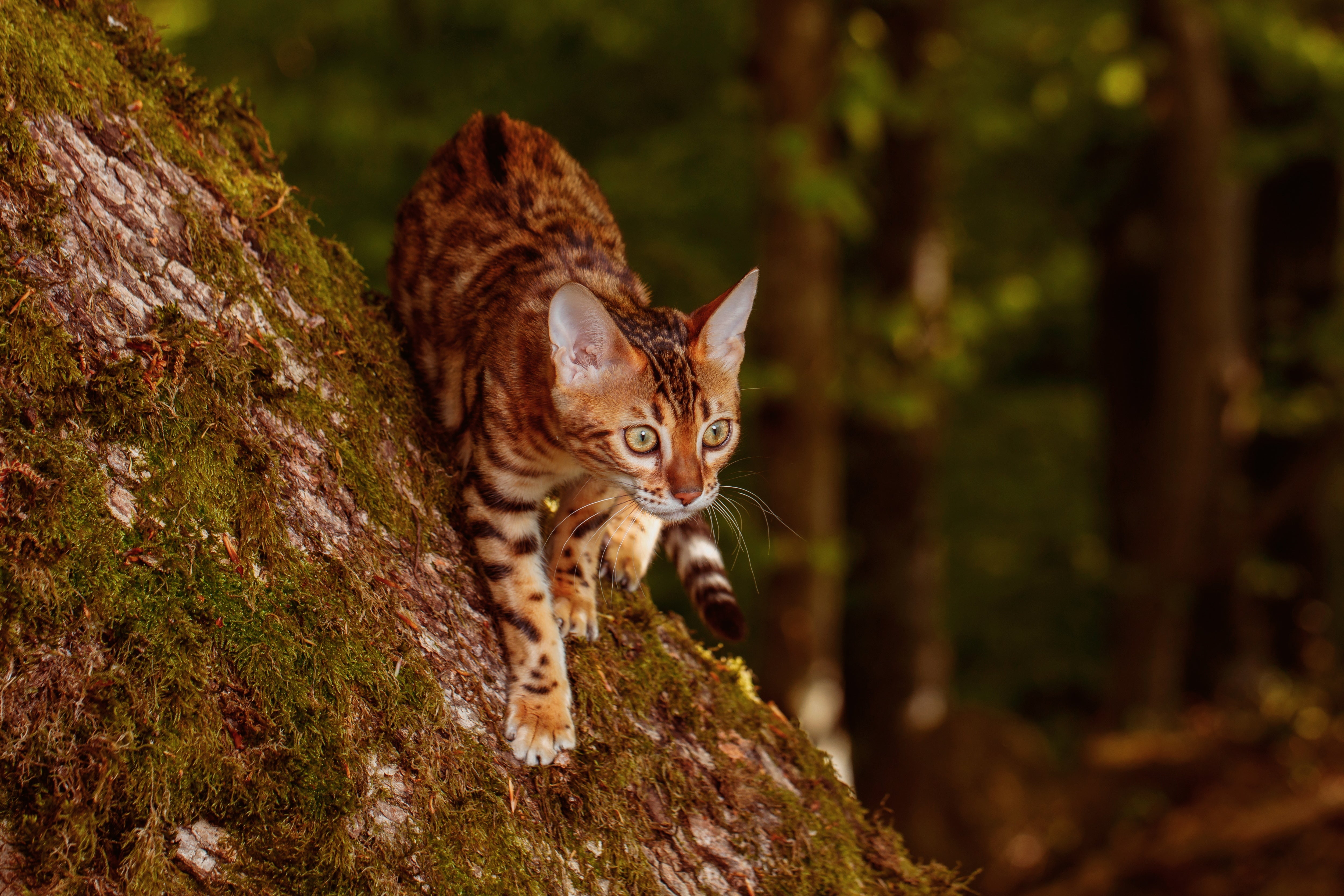 How Much Should a Cat Eat: Avoid Common Mistakes