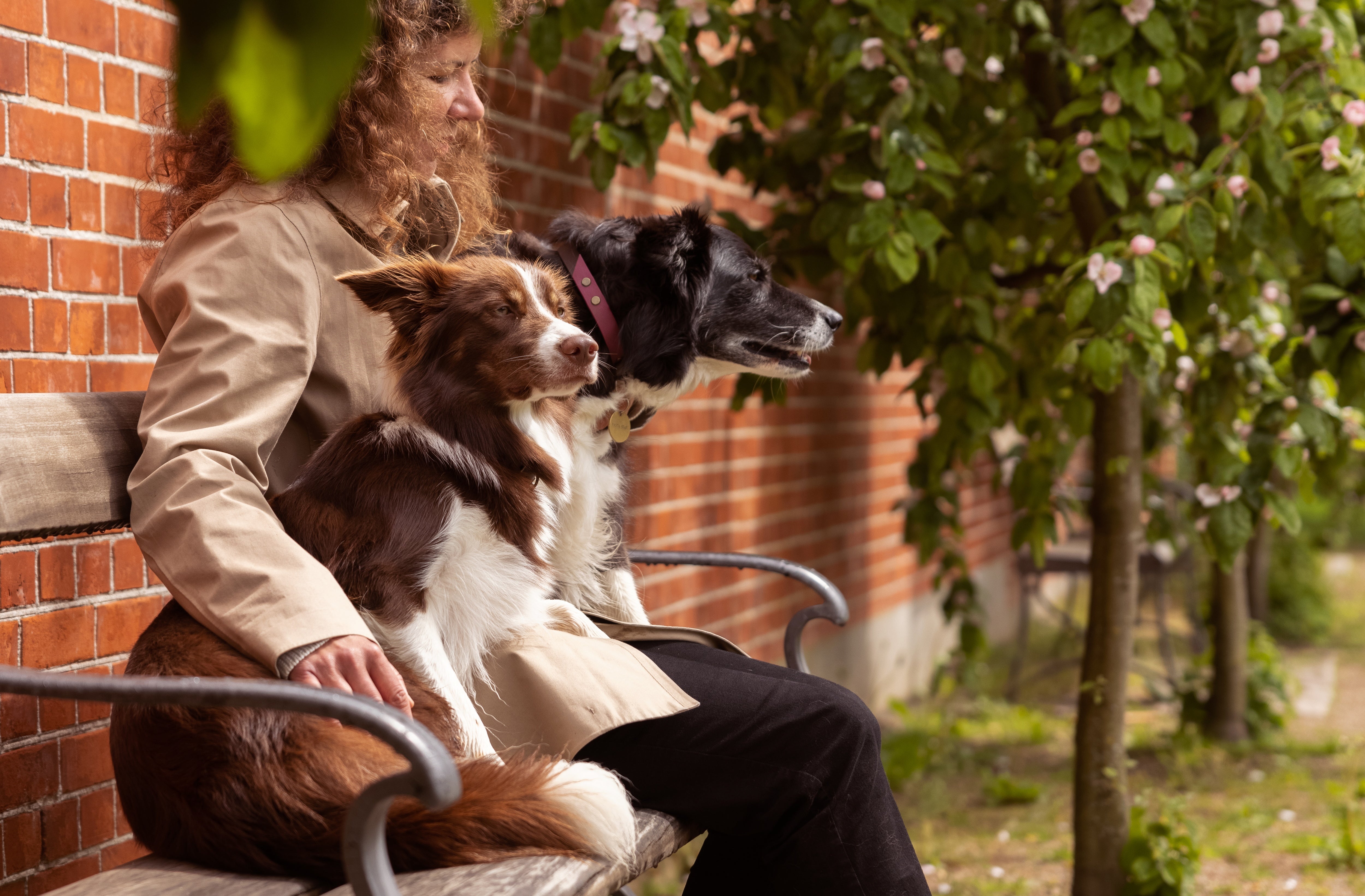 Natural chews for dogs – How to choose the best ones
