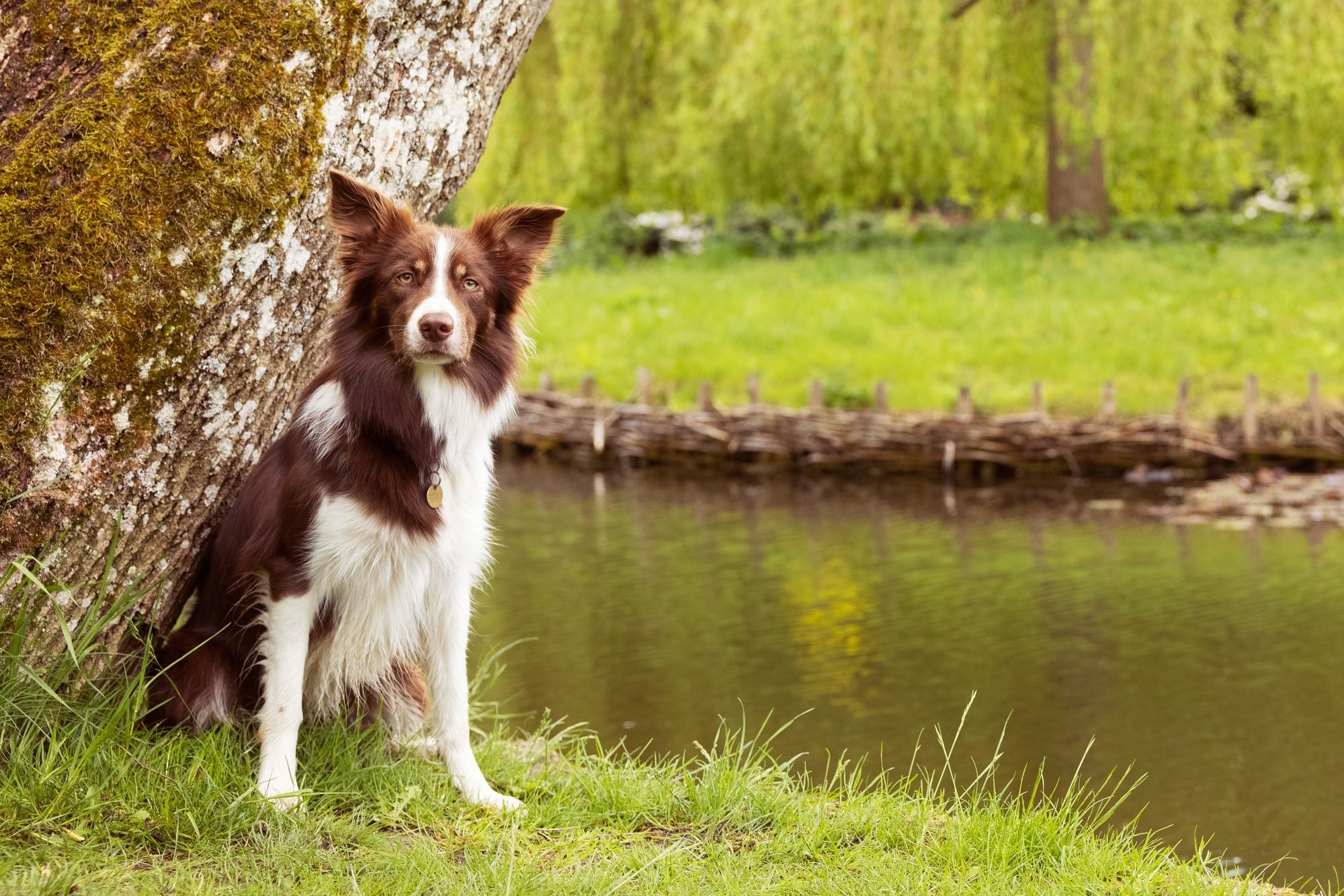 When do dogs shed?