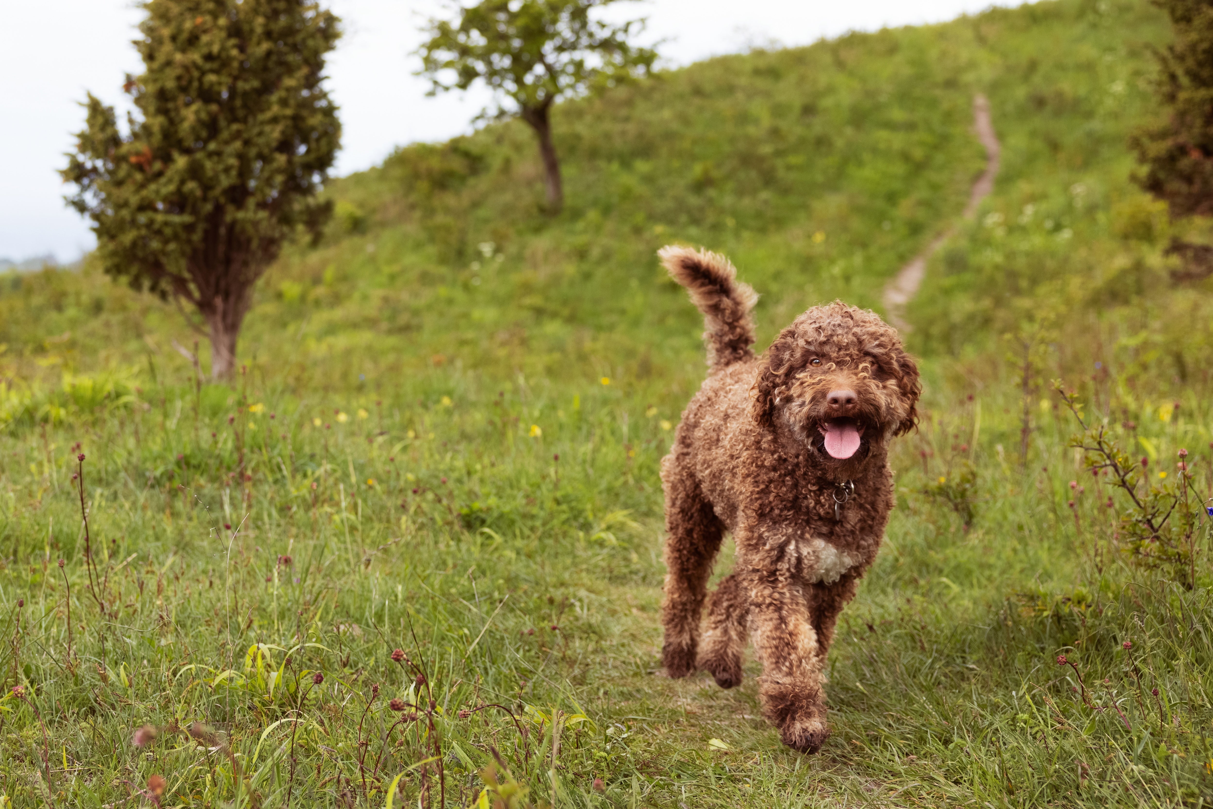 How Much Should a Puppy Eat – Avoid Feeding Mistakes Today