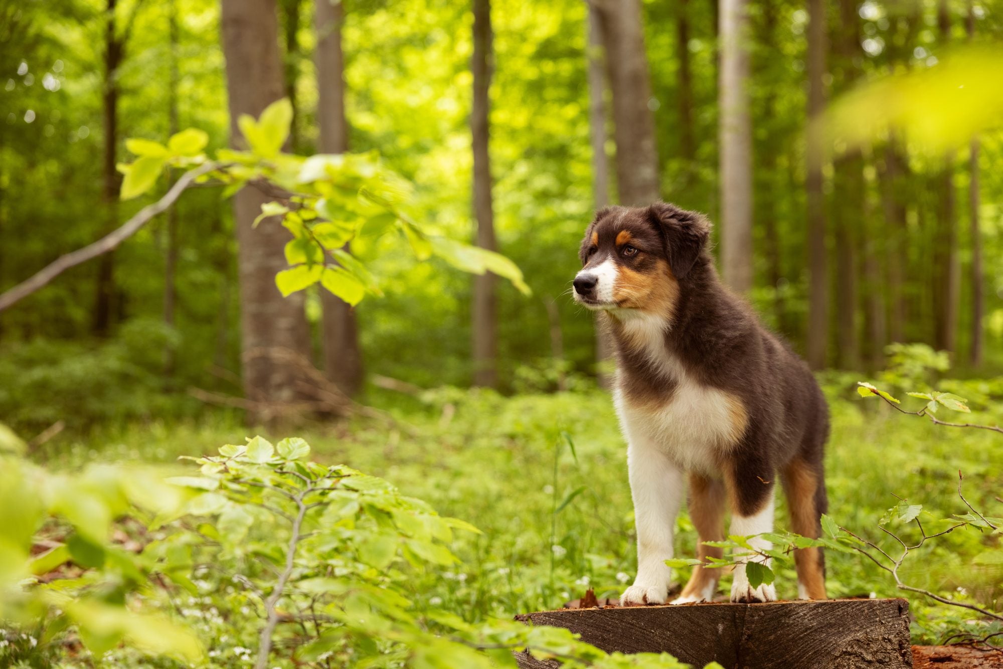How long does a dog grow?