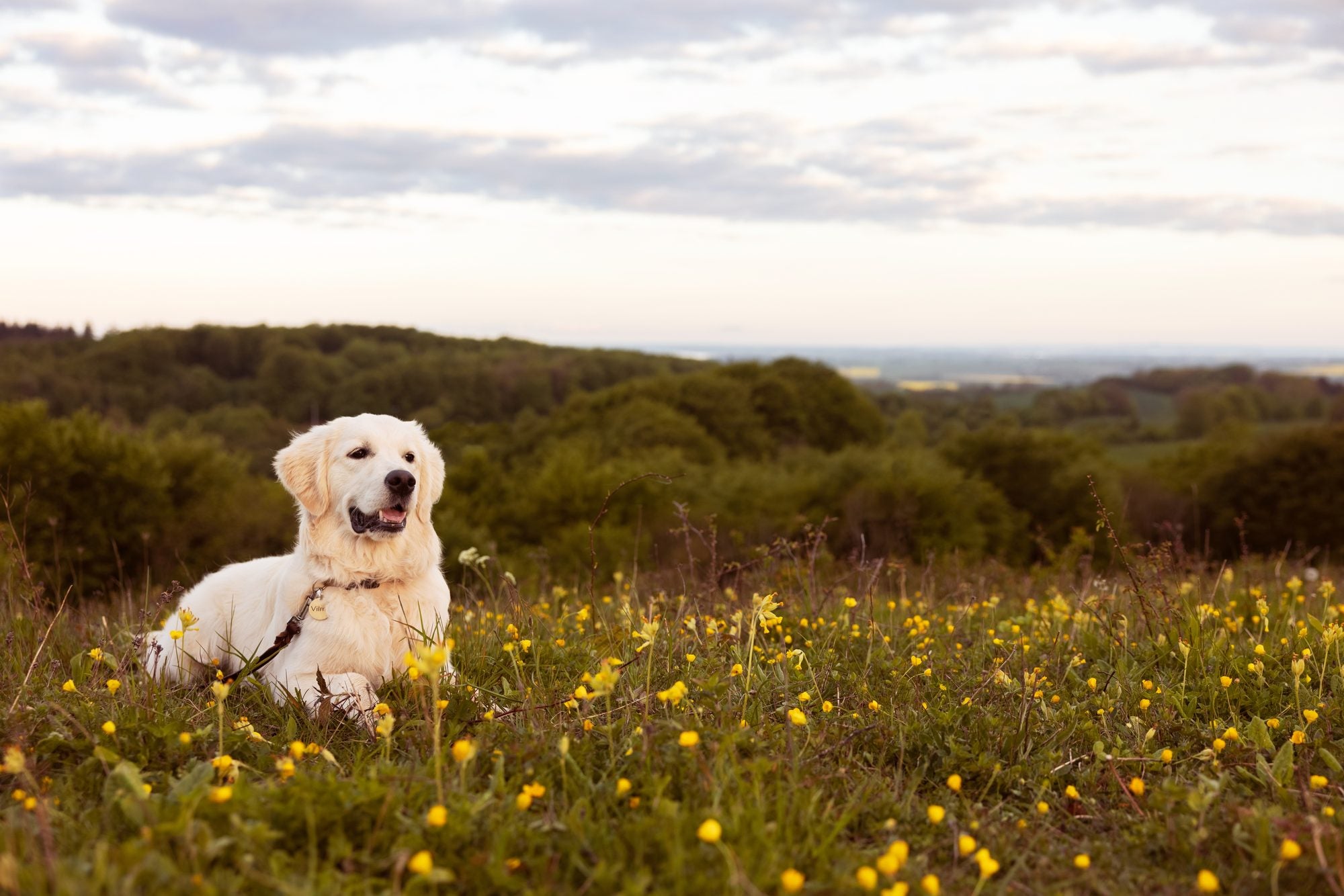 What is good dog food?