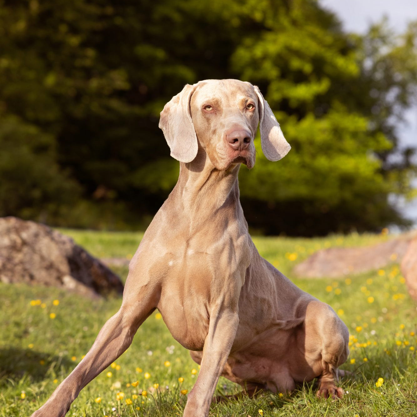 Hvorfor kornfrit hundefoder?