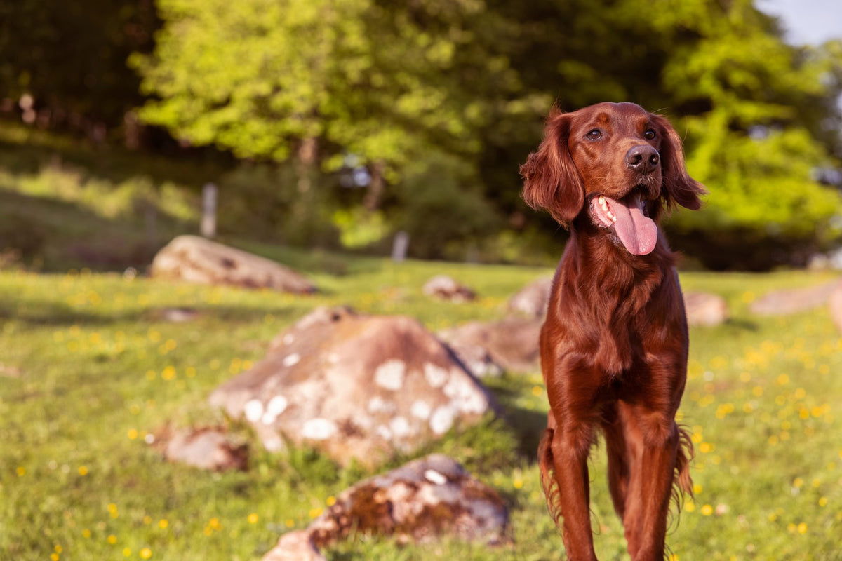 Which plants are toxic to dogs?