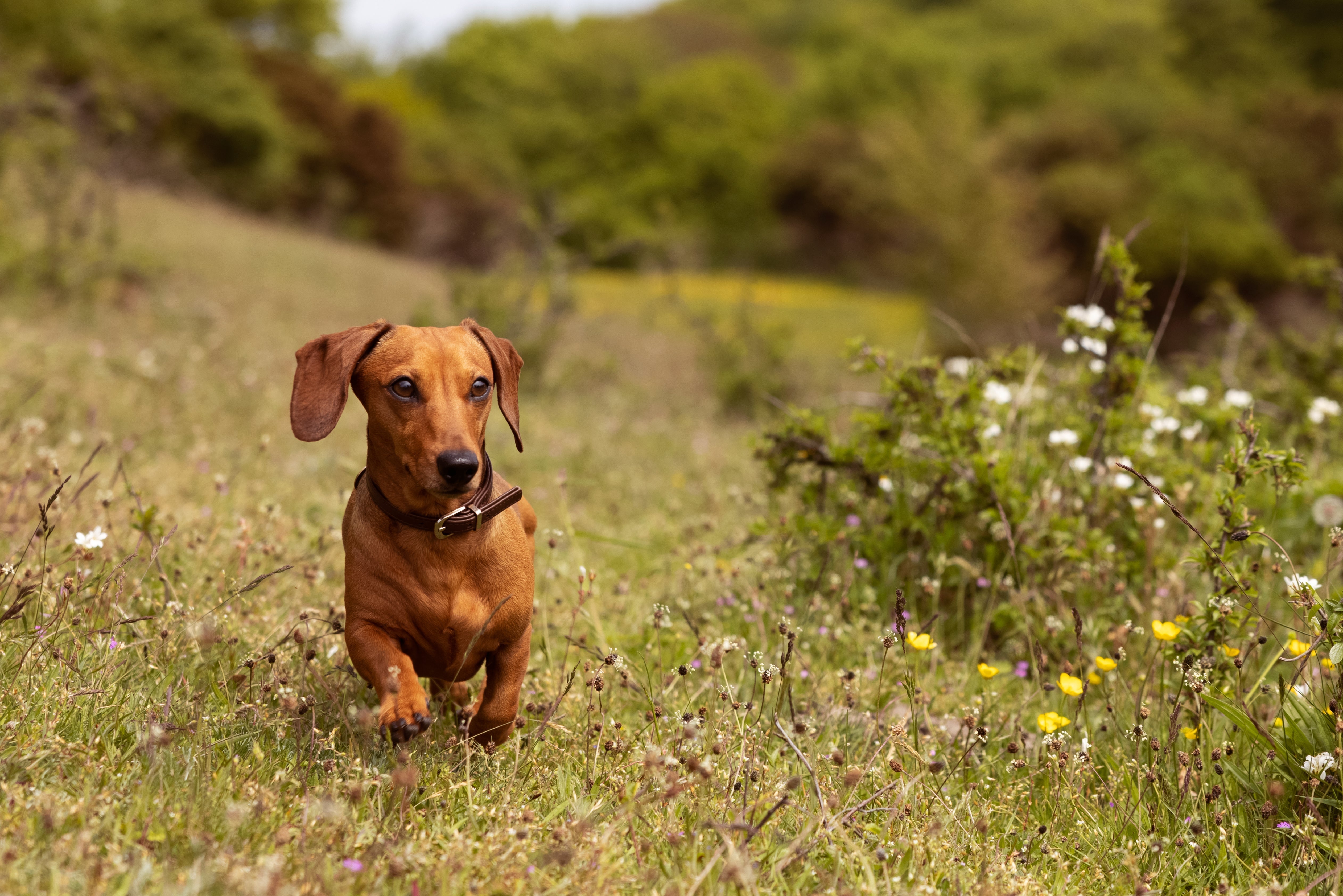 Dog Food for Small Dogs - How to Meet Their Unique Needs