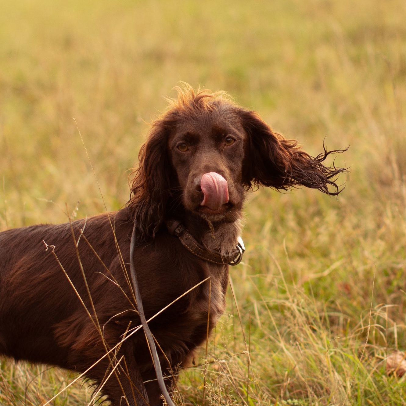 How well does a dog hear?