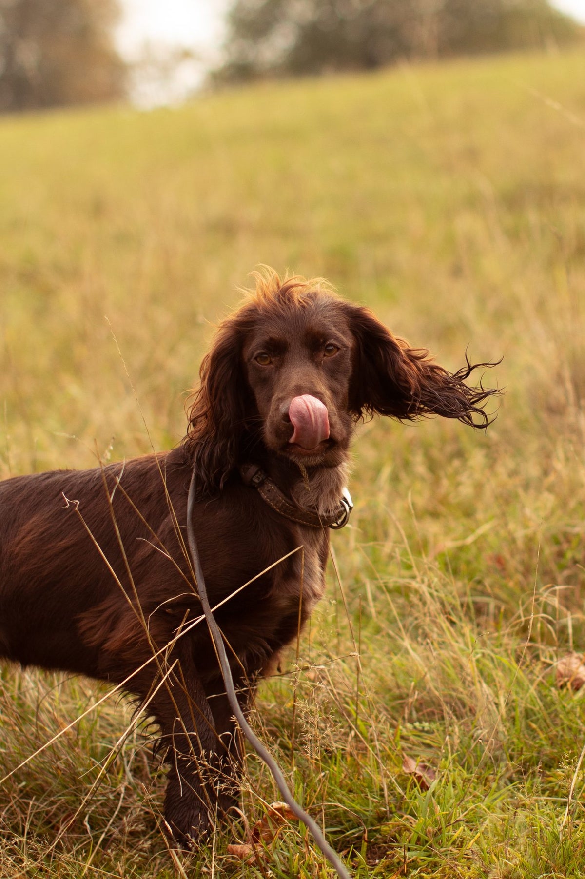 How do you train your dog to stay home alone?