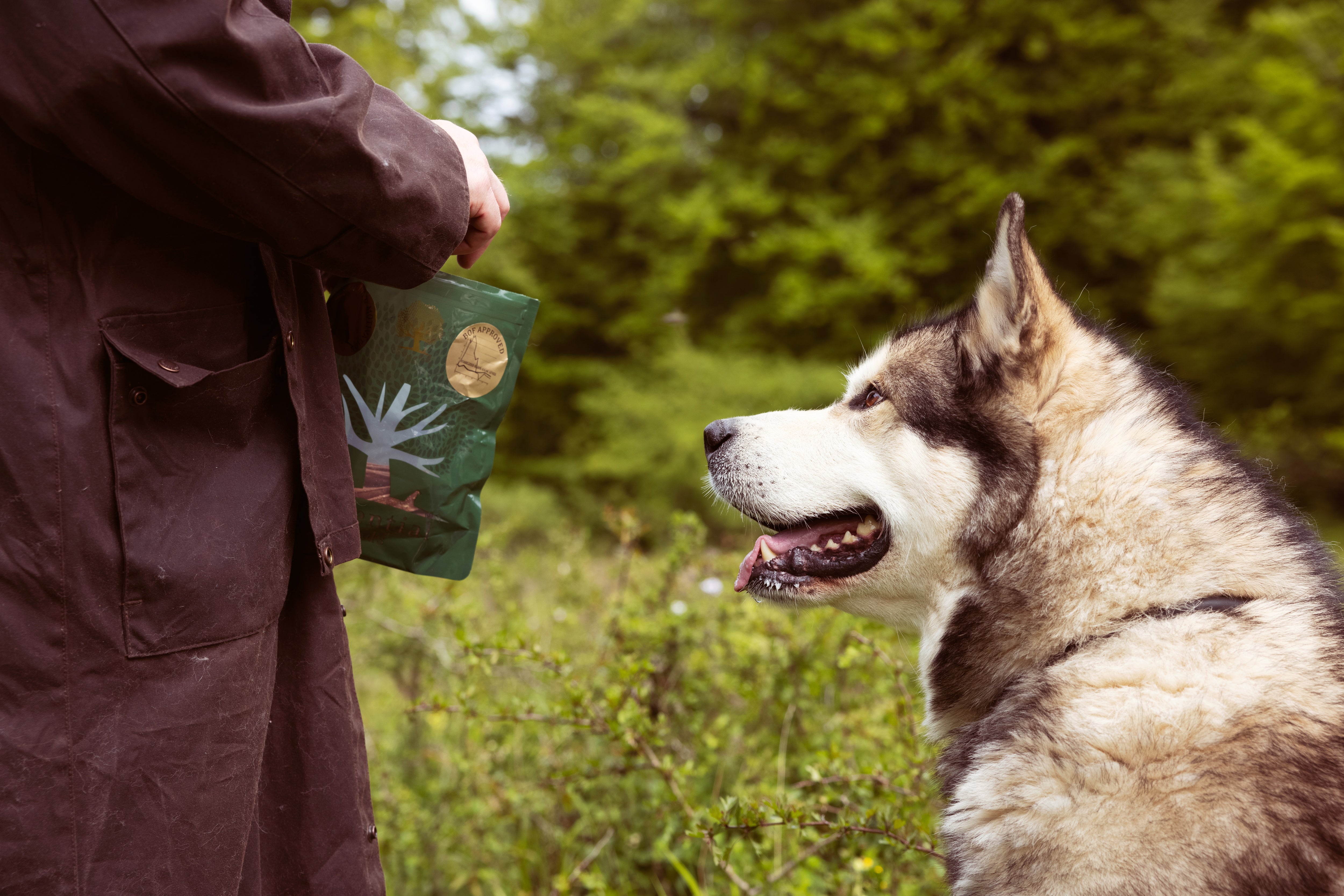Which dog food should I choose - Find the perfect match for your dog's needs
