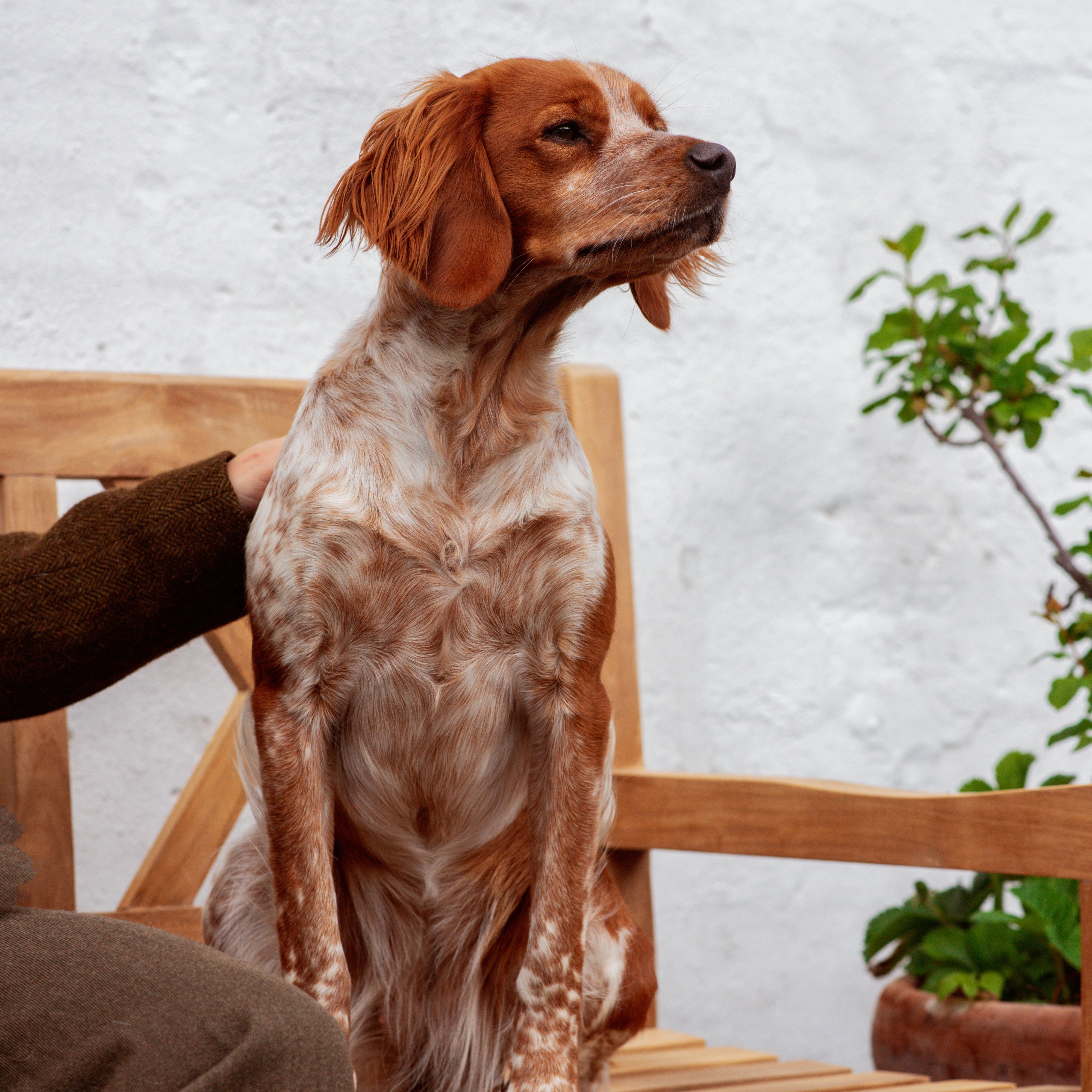 High-Protein Dog Food - Find the Perfect Meal for Your Dog