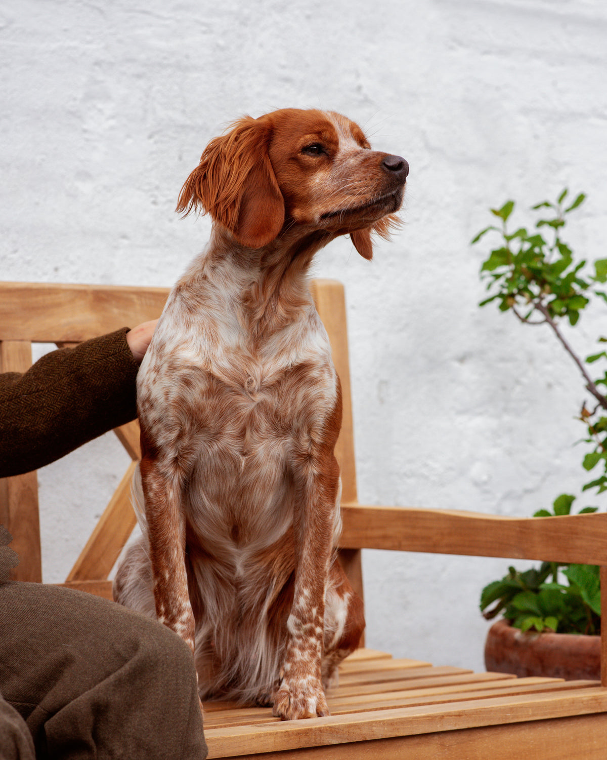 High-Protein Dog Food - Find the Perfect Meal for Your Dog
