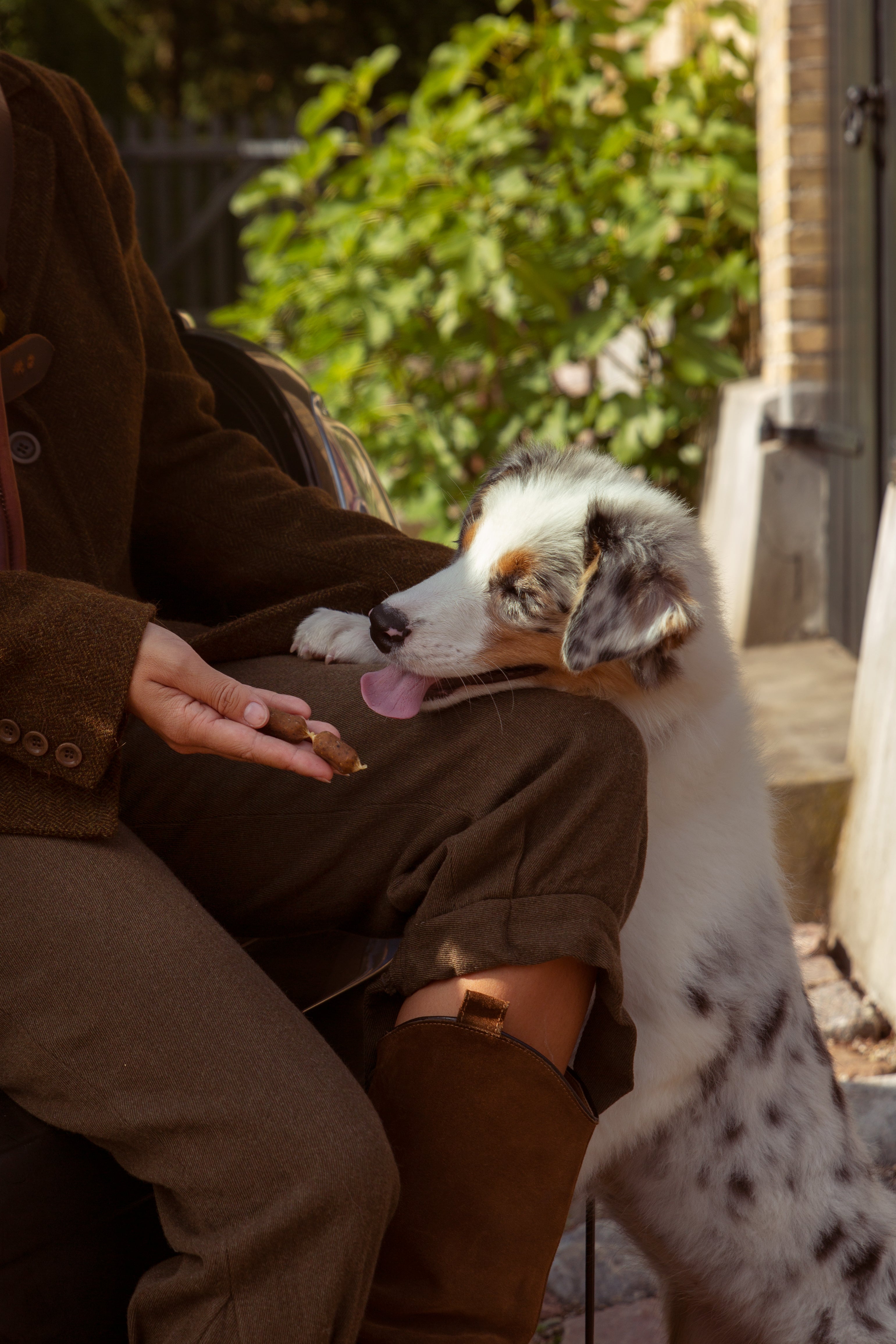 Allergy-friendly dog food - Find the right solution for your dog's wellbeing