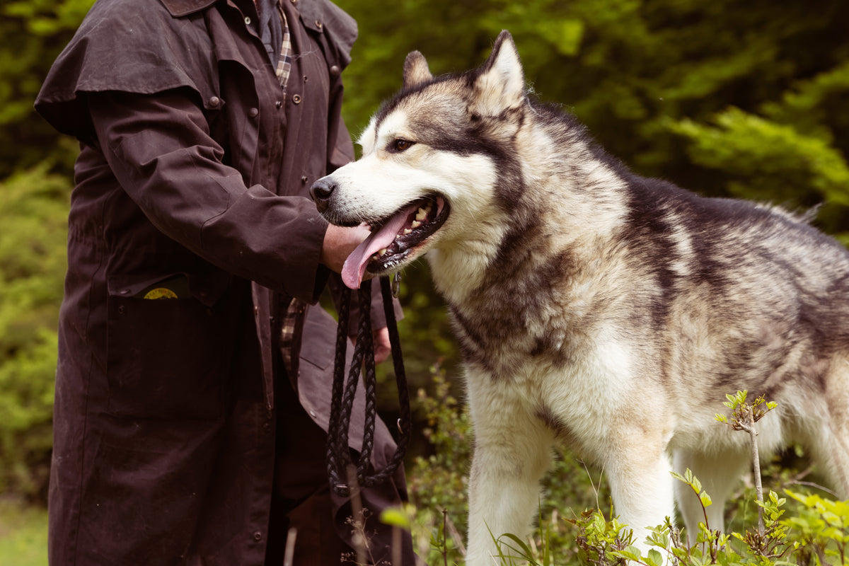 Rejse med hund langs en sti i naturen, hvor ejeren går ved siden af sin hund