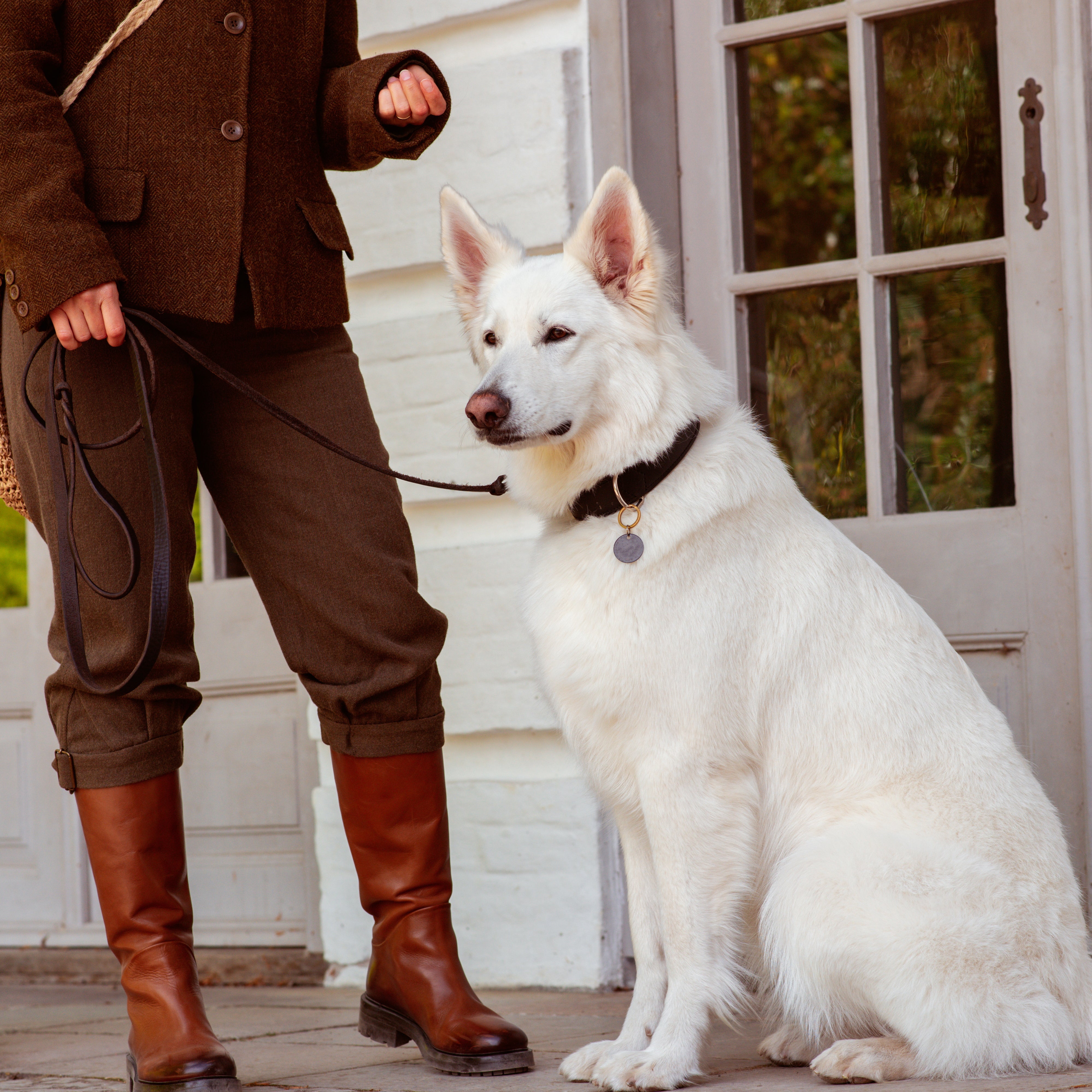 How much should a dog eat - avoid the typical feeding mistakes