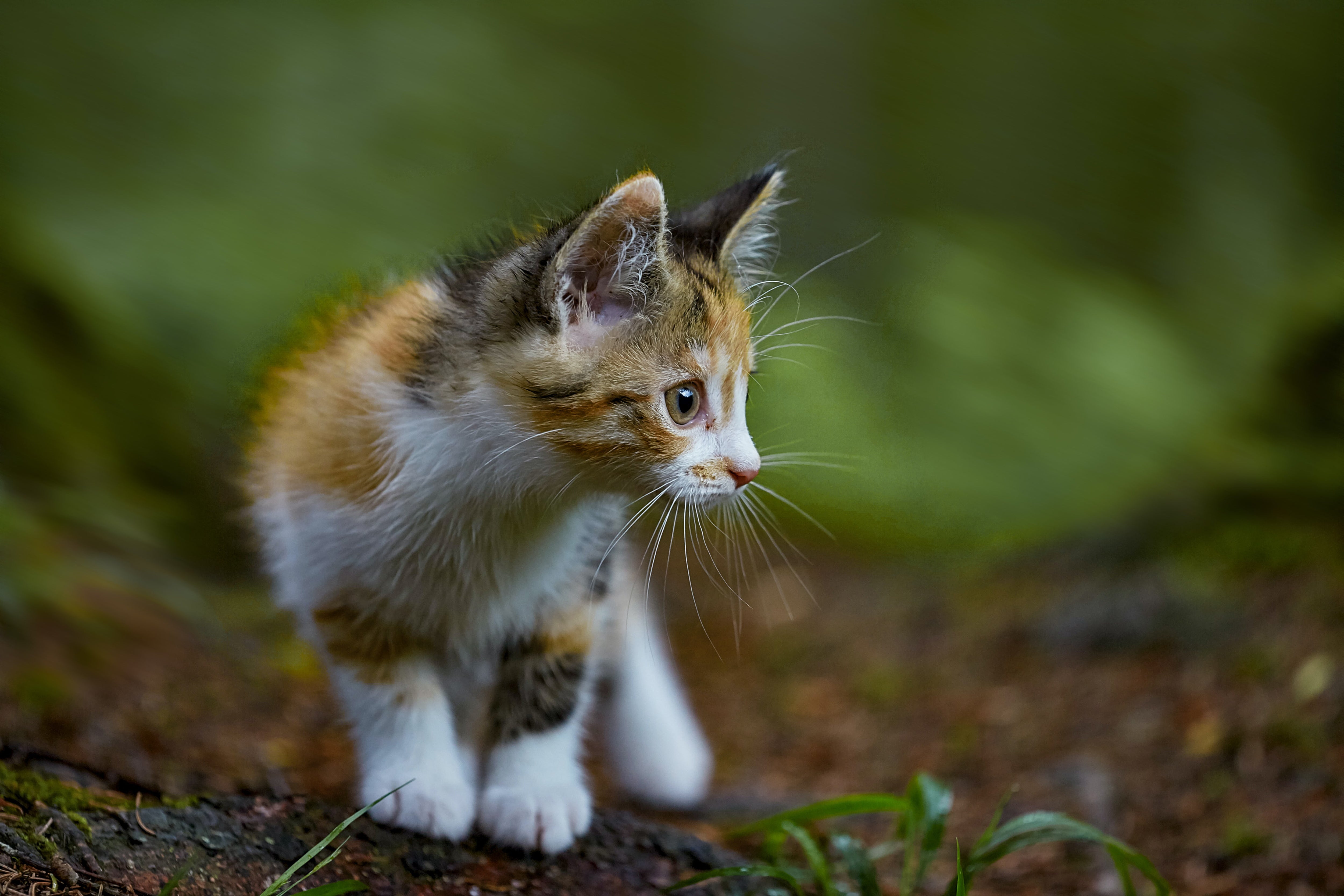 How much food should a kitten have per day - Avoid Common Mistakes