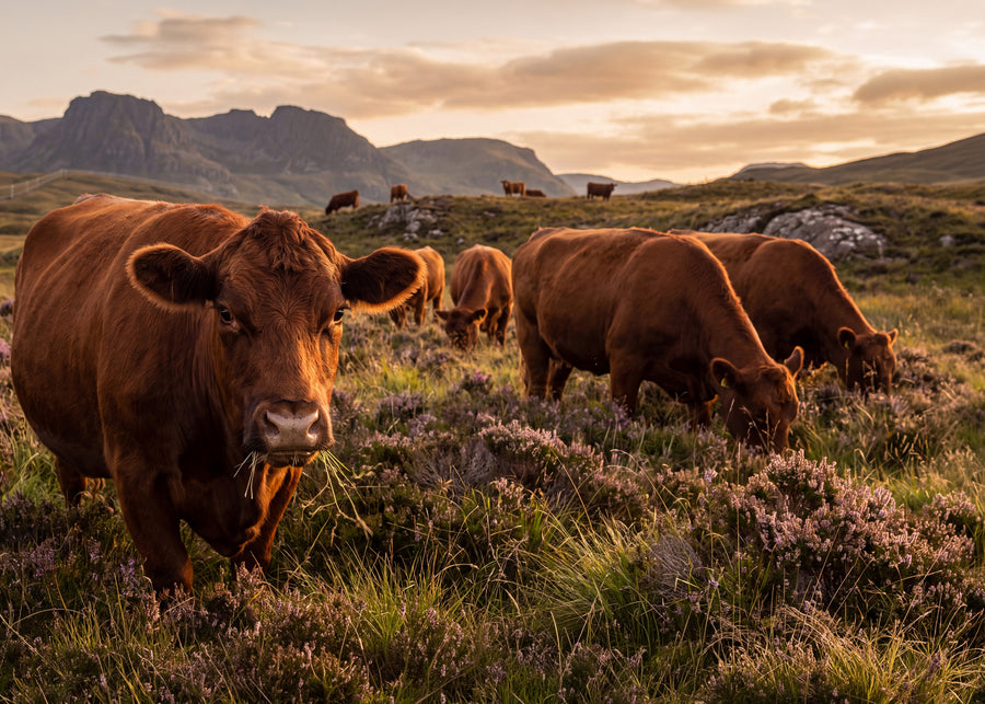 Aberdeen Angus nöt