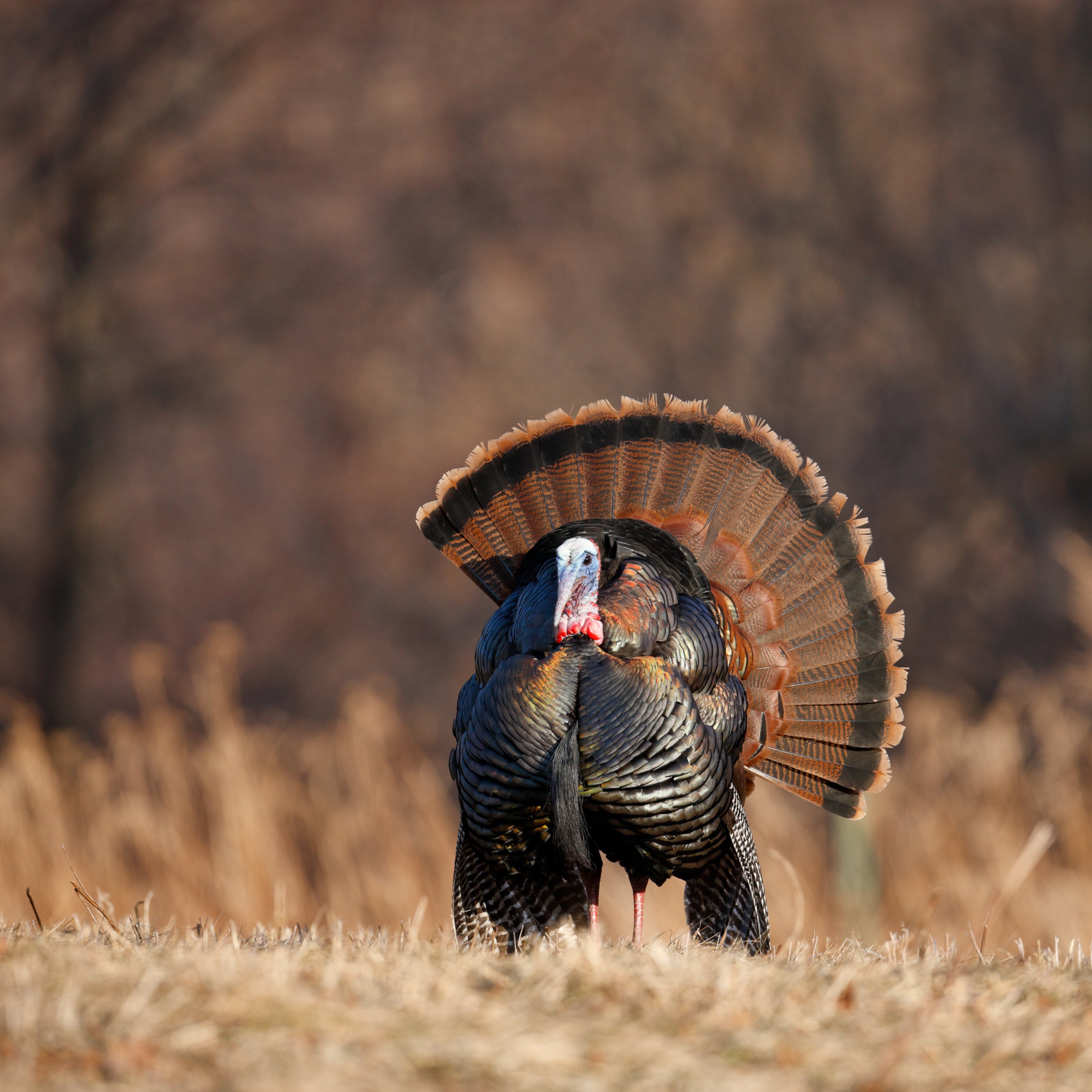 OUR FINEST BALANCE, 2,5KG